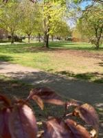 New Green through the trees