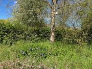 High grass, plus trees and bushes  in the wildlife garden