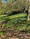 Grass and trees in the wildlife garden