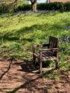 A wooden bench, grass and trees in the wildlife garden