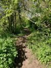 A pathway in the middle of grass and trees in the wildlife garden