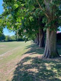 Row of Horse Chestnut trees at the Recreation Ground