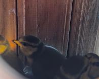 Fledgling blue tits inside a residents garden bird box