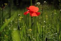 Photograph of a red poppy in a meadow