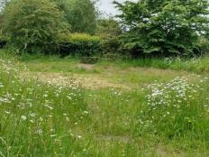 Picture of New Green Wildlife Garden