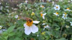 Flower and bee habitat picture