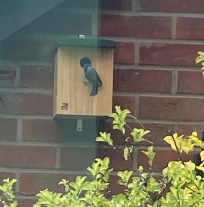 Photograph of bird entering a next box attached to a wall