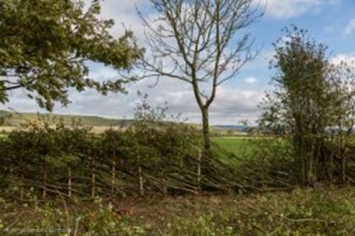 Photograph of an establishing hedgerow