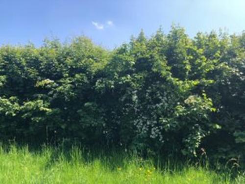 Photograph of a thick native hedgerow